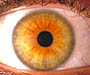 Photo of a normal eye